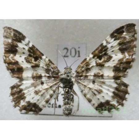 Epirrhoe tristata (Linnaeus, 1758) Czech20i